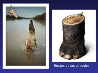 Restos de las especies 