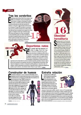 GENÉTICA
Tras los cerebritos
E
l psicólogo estadounidense Robert Plomin propuso al gen
IGF2R, en el cromosoma 6, como uno de los genes que
determinaban la inteligencia. Esto despertó la polémica,
pues si bien se considera que ésta tiene base genética,
los factores ambientales son quizá más importantes. No
obstante, el 'santo grial' se sigue buscando. En 2014 se ha lió
en el cromosoma 15 el gen NPTN, que afecta la comunicación
entre neuronasy controla la formación de la corteza cerebral.
Todo Indica que hay una correlación entre el grosor de la corteza
cerebral y la inteligencia. Entre mayor rendimiento tenga
NPTN, mayor será el grosor de la corteza. Los estudiantes
con esta característica suelen tener mejores resultados en
las pruebas de capacidad intelectual que el resto. Aunque éste
tampoco puede ser coronado como el gen de la inteli-
gencia, podría explicar mínimamente las diferencias de
la capacidad intelectual en las personas, n m u u
1
Deportistas natos
E
I 1 J J ^^^m. ^ - ^ n 1998 el genetista inglés Hugh Montgomery, del
^^^^M ^^^^^^^r ^ H University College de Londres, detectó que la pre-
^ L ^ ^ I sencia o ausencia de un fragmento del gen de la
^ ^ J A .^•enzimaconvertidoradeanglotensina(ECAoACE),en
JU el cromosoma 17, se relacionaba al rendimiento deportivo.
^^^^^ La resistencia muscular era mayor en los sujetos donde el
^ ^ polimorfismo se expresaba (en comparación con quienes
no presentaban el polimorfismo) y era más común entre
deportistas de élite. Este análisis fue pionero en estudios de genética enfocados al deporte; hasta la
fecha se han descubiertovarios genesque intervienen en la capacidad física de las personas. Tales
líneas de investigación se orientan a la búsqueda de perfiles genéticos de'deportistas natos'; sin
embargo, si algo han demostrado es que para ser un deportista de élite no basta tener predisposición
genética, pues el ambiente y otros factores también influyen en gran medida. >.,r, „„„.,,„„
Obesidad
hereditaria
S
e sabe que entre 35 y 40% de la obe-
sidad tiene antecedentes hereditarios.
Hasta la fecha se ha n identificado unas
75 regiones del genoma humano con
posibles candidatos al llamado'gen de la obe-
sidad'. El más conocido es FTO, gen asociado
con la acumulación de grasa y obesidad, sin
embargo recientemente se encontró otro: el
gen iroquois 3 o IRX3 (ambos están en el cro-
mosoma 16). Este último opera sobre el hipo-
tálamo, órgano que funge como enlace entre el
cerebro y los sistemas de regu lación hormonal.
Se cree que lasvariaciones sobre él predispo-
nen a la acumulación de grasa, siendo asíel
principal fador de la tendencia hereditaria a la
obesidad, así como enfermedades relaciona-
das, por ejemplo la diabetes tipo2, problemas
cardiovasculares y cáncer. I i. -.' í; Mí;K':íJK;;
Constructor de huesos Extraña relación
E
l cromosoma 18 está ligado a u na gra n cantidad de enfermedades, como la
osteopetrosis autosómica recesiva, padecimiento óseo en el cual los huesos son
anormalmente densosy se fracturan con facilidad. Este mal es causado por una
serie de mutaciones en el gen TNFRSF11A, situado en el
brazo largo del cromosoma 18, que proporciona las instruc-
ciones para crear la proteína RANK, que gestiona el corredo
desarrollo de los huesos del cuerpo. Normalmente los
huesos viejos se desgastan pero a la vez se crea nuevo
hueso q ue los sustituye. Cuando TNFRSF11A m uta,
RANK impide queel hueso viejo se desintegre, por
lo que hay exceso de huesos en el cuerpo; a veces,
éstos aplasta n a los nervios de la cabeza y la
cara, provocando, entre otras cosas, pérdida
de visión, para lisise incluso la
muerte. Este ti po de mutaciones
dem uestra la delgada línea y el meti-
culoso mecanismo que es el cuerpo
humano. Fi i en t e- i^i r n ri 111 til g a
62 muyinteresante.com.mx
L
a apollpoproteína E o APOE (apo E-
epsilon) transporta las lipoproteínas
ricas en triglicéridos. Cuando no
funciona apropiadamente, el coles-
teroly la grasa se almacenan en la corriente
sanguínea tapando las arterías. Sin em-
bargo, además de estar relacionada con las
enfermedades cardiacas, el mal funciona-
miento deAPOE se vincula con el Alzheimer.
Quienes tienen en una de sus dos copias del
cromosoma 19 cierta versión de APOE -el alelo E4-, tienen un 47% de probabil idades
de contraer la enfermedad en torno a los 75 años; en cambio, en familias donde el Al-
zheimer es propenso pero notienen laversión E4, su porcentaje es desoló 20%. Quienes
tienen dos genes mutados presentan una probabilidad de91%de padecerlo hacia los
68 años. Entre 40 a 65% de los pacientes enfermos tienen al menos una copia del alelo
E4, pero debido a la complej idad de este ma I, en el que interviene una gran cantidad de
genes, no hay una única respuesta de porqué es tan común la aparición del alelo 4 de
APOE e n e n f e r m O S d e A l Z h e l m e r . Puente^encene.LdeutoUoorafe de une «pechen 25 c4,Mos,deM^nRidlev
 