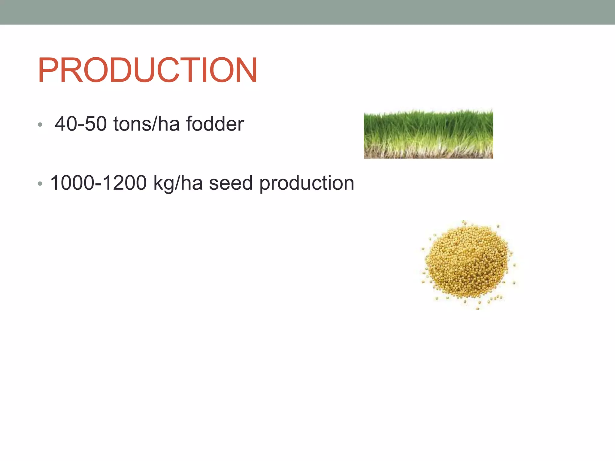 PRODUCTION
• 40-50 tons/ha fodder
• 1000-1200 kg/ha seed production
 