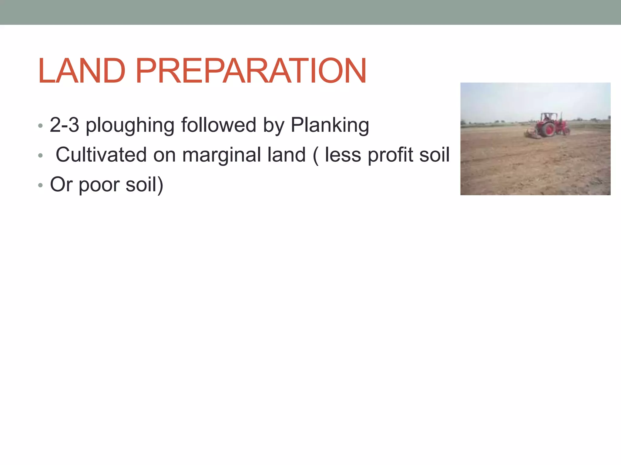 LAND PREPARATION
• 2-3 ploughing followed by Planking
• Cultivated on marginal land ( less profit soil
• Or poor soil)
 
