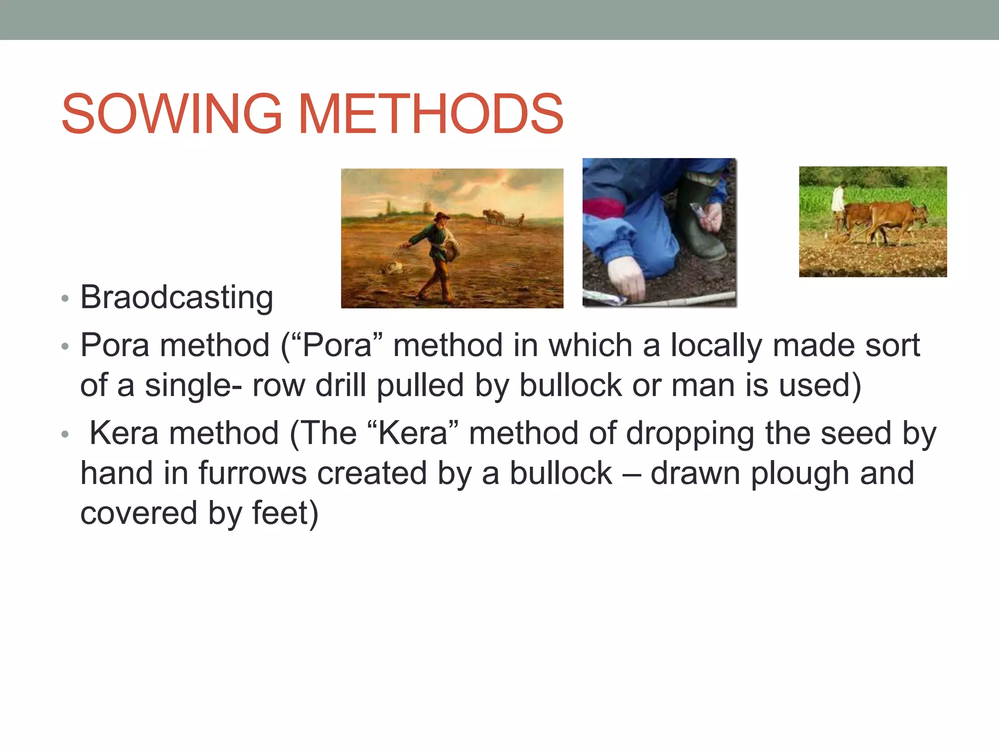 SOWING METHODS
• Braodcasting
• Pora method (“Pora” method in which a locally made sort
of a single- row drill pulled by bullock or man is used)
• Kera method (The “Kera” method of dropping the seed by
hand in furrows created by a bullock – drawn plough and
covered by feet)
 
