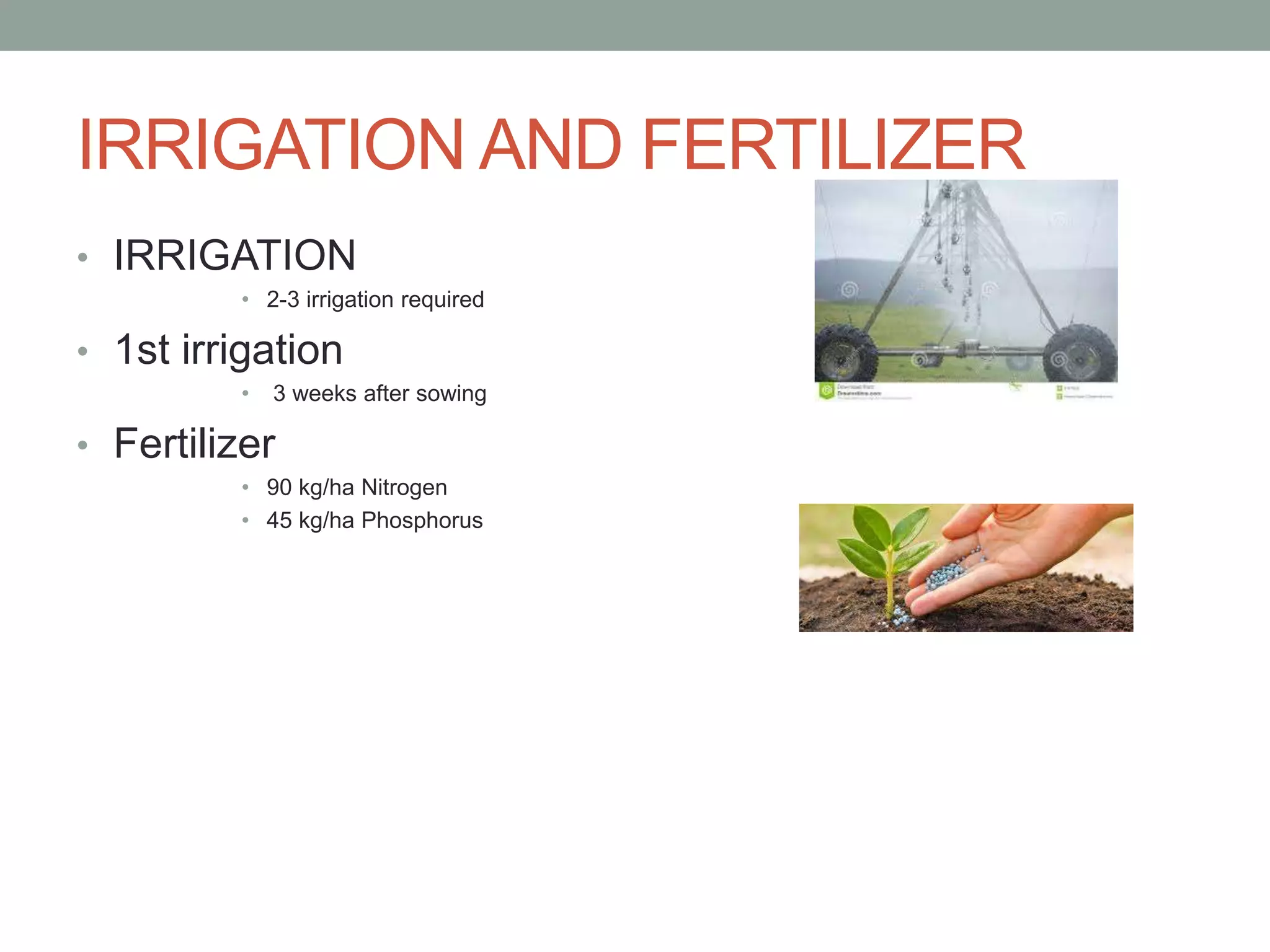 IRRIGATION AND FERTILIZER
• IRRIGATION
• 2-3 irrigation required
• 1st irrigation
• 3 weeks after sowing
• Fertilizer
• 90 kg/ha Nitrogen
• 45 kg/ha Phosphorus
 