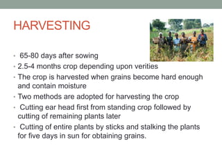 production technology of millet | PPTX