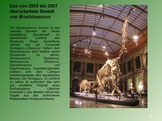 Der  Brachiosaurus brancai  ist das zentrale Element der neuen Ausstellung „Saurierwelt“ im überdachten Lichthof des Museums. Diese Ausstellung widmet sich der Fundstelle Tendaguru ( Oberjura) . Neben dem Brachiosaurus sind weitere sechs Dinosaurier zu sehen:  Dicraeosaurus ,  Diplodocus ,  Kentrosaurus ,  Allosaurus ,  Dysalotosaurus  und  Elaphrosaurus . Ausstellungsinseln widmen sich dem Luftraum beziehungsweise dem aquatischen Bereich von Tendaguru. Im Lichthof zu sehen ist außerdem das sehr gut erhaltene Original eines  Archaeopteryx  („Berliner Exemplar“), des ältesten bekannten Vogels aus den Solnhofener Plattenkalken Süddeutschlands. Das von 2005 bis 2007 überarbeitete Skelett von  Brachiosaurus 