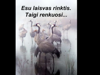 Esu laisvas rinktis. Taigi renkuosi... 