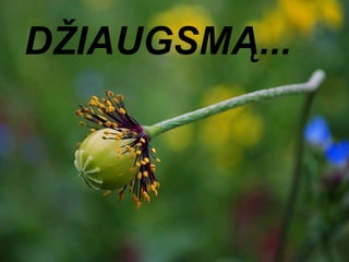 DŽIAUGSMĄ...  