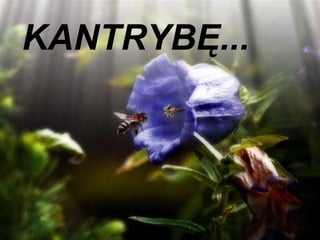 KANTRYBĘ...  
