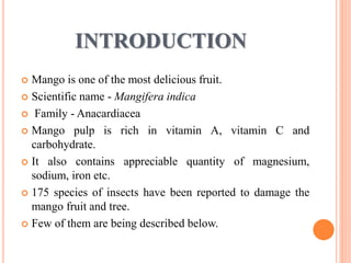 Mango Introduction pests of mango | PPTX