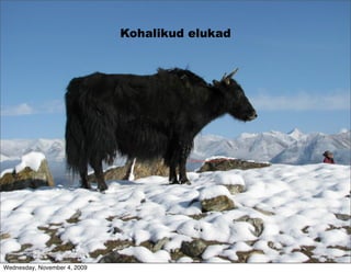 Kohalikud elukad




Wednesday, November 4, 2009
 