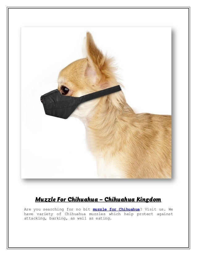 chihuahua muzzle