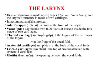 THE LARYNX
• Its main structure is made of cartilages ( less hard than bone), and
the larynx’s structure is made of two cartilages
• Important parts of the larynx:
• Adam’s apple ( trái cổ) : a point at the front of the larynx
• Vocal folds ( dây thanh): two thick flaps of muscle inside the box
made of two cartilages.
• Thyroid cartilage( sụn tuyến giáp): + the largest of the cartilages
of the larynx
+ at the front of the vocal folds
• Arytenoid cartilages( sụn phễu) : at the back of the vocal folds
• Cricoid cartilages( sụn nhẫn) : the top of cricoid attached with
arytenoid cartilages
• Glottis( thanh môn): the opening between the vocal folds.
 