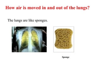 How air is moved in and out of the lungs?
The lungs are like sponges.
Sponge
 