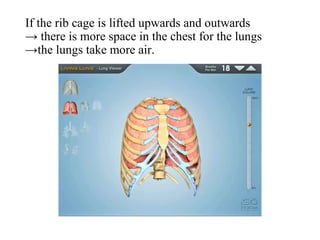 If the rib cage is lifted upwards and outwards
→ there is more space in the chest for the lungs
→the lungs take more air.
 