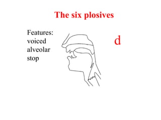 Features:
voiced
alveolar
stop
d
The six plosives
 