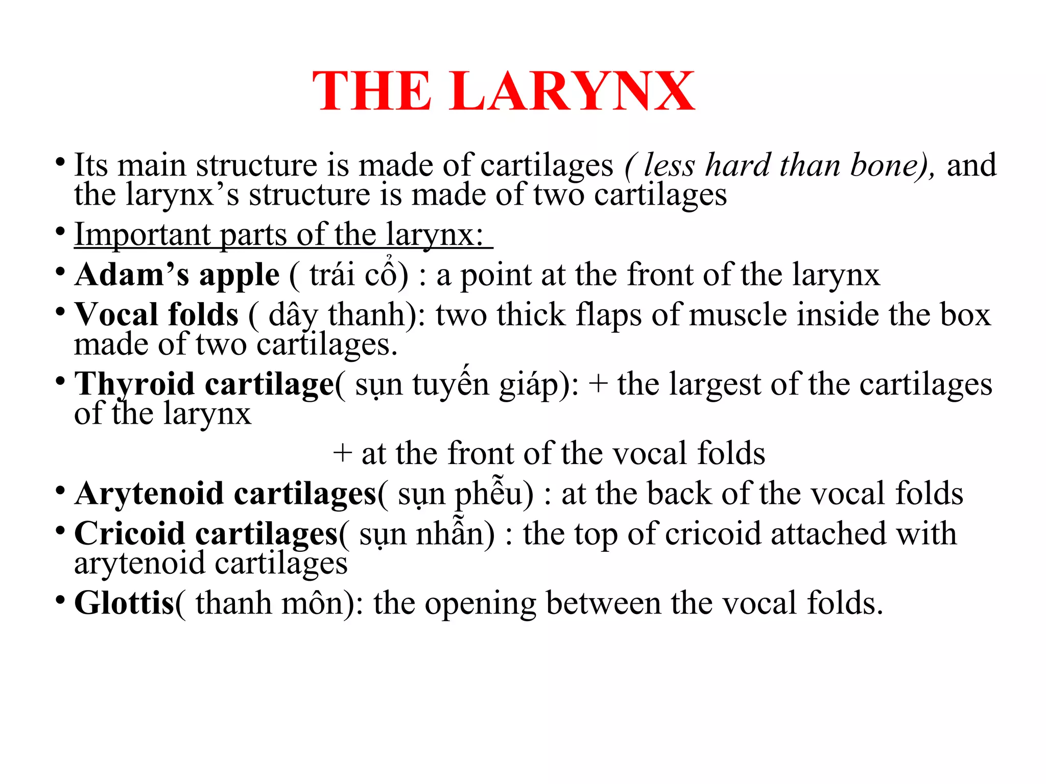 THE LARYNX
• Its main structure is made of cartilages ( less hard than bone), and
the larynx’s structure is made of two cartilages
• Important parts of the larynx:
• Adam’s apple ( trái cổ) : a point at the front of the larynx
• Vocal folds ( dây thanh): two thick flaps of muscle inside the box
made of two cartilages.
• Thyroid cartilage( sụn tuyến giáp): + the largest of the cartilages
of the larynx
+ at the front of the vocal folds
• Arytenoid cartilages( sụn phễu) : at the back of the vocal folds
• Cricoid cartilages( sụn nhẫn) : the top of cricoid attached with
arytenoid cartilages
• Glottis( thanh môn): the opening between the vocal folds.
 