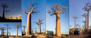 L’allée des
baobabs de
Morondava
bordée
d’Adansonia
Granditieri
117116
 
