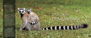 Une espèce représentant la
biodiversité exceptionnelle
de Madagascar est bien ses
lémuriens. Ils sont endémiques
de la gra...