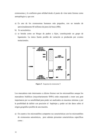 cromosomas y le confieren gran utilidad desde el punto de vista tanto forense como
antropólogico y que son:


a) Es uno de los cromosomas humanos más pequeños, con un tamaño de
     aproximadamente 60 millones de pares de bases (Mb).
b) Es acrocéntrico.
c) se hereda como un bloque de padres a hijos, constituyendo un grupo de
     ligamiento. La única fuente posible de variación es producida por eventos
     mutacionales.




                           Figura 5. Esquema de cromosoma Y




Los marcadores más interesantes a efectos forense son los microsatélites aunque los
marcadores bialélicos (mayoritariamente SNPs) están empezando a tener una gran
importancia por su sensibilidad para poder ser analizados en muestras mínimas y por
la posibilidad de definir con precisión el haplotipo y poder así dar datos sobre el
origen geográfico posible de una muestra.


a) En cuanto a los microsatélites comparten sus características con los microsatélites
     de cromosoma autosómicos, pero además presentan características específicas
     como :




10
 