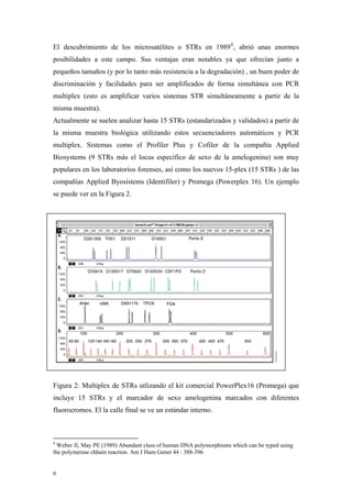 El descubrimiento de los microsatélites o STRs en 1989 4 , abrió unas enormes
posibilidades a este campo. Sus ventajas eran notables ya que ofrecían junto a
pequeños tamaños (y por lo tanto más resistencia a la degradación) , un buen poder de
discriminación y facilidades para ser amplificados de forma simultánea con PCR
multiplex (esto es amplificar varios sistemas STR simultáneamente a partir de la
misma muestra).
Actualmente se suelen analizar hasta 15 STRs (estandarizados y validados) a partir de
la misma muestra biológica utilizando estos secuenciadores automáticos y PCR
multiplex. Sistemas como el Profiler Plus y Cofiler de la compañía Applied
Biosystems (9 STRs más el locus específico de sexo de la amelogenina) son muy
populares en los laboratorios forenses, así como los nuevos 15-plex (15 STRs ) de las
compañías Applied Byosistems (Identifiler) y Promega (Powerplex 16). Un ejemplo
se puede ver en la Figura 2.




Figura 2: Multiplex de STRs utlizando el kit comercial PowerPlex16 (Promega) que
incluye 15 STRs y el marcador de sexo amelogenina marcados con diferentes
fluorocromos. El la calle final se ve un estándar interno.



4
  Weber Jl, May PE (1989) Abundant class of human DNA polymorphisms which can be typed using
the polymerase chhain reaction. Am J Hum Genet 44 : 388-396


6
 