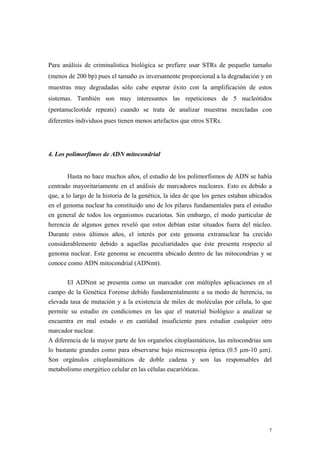 Para análisis de criminalística biológica se prefiere usar STRs de pequeño tamaño
(menos de 200 bp) pues el tamaño es inversamente proporcional a la degradación y en
muestras muy degradadas sólo cabe esperar éxito con la amplificación de estos
sistemas. También son muy interesantes las repeticiones de 5 nucleótidos
(pentanucleotide repeats) cuando se trata de analizar muestras mezcladas con
diferentes individuos pues tienen menos artefactos que otros STRs.




4. Los polimorfimos de ADN mitocondrial


        Hasta no hace muchos años, el estudio de los polimorfismos de ADN se había
centrado mayoritariamente en el análisis de marcadores nucleares. Esto es debido a
que, a lo largo de la historia de la genética, la idea de que los genes estaban ubicados
en el genoma nuclear ha constituido uno de los pilares fundamentales para el estudio
en general de todos los organismos eucariotas. Sin embargo, el modo particular de
herencia de algunos genes reveló que estos debían estar situados fuera del núcleo.
Durante estos últimos años, el interés por este genoma extranuclear ha crecido
considerablemente debido a aquellas peculiaridades que éste presenta respecto al
genoma nuclear. Este genoma se encuentra ubicado dentro de las mitocondrias y se
conoce como ADN mitocondrial (ADNmt).

       El ADNmt se presenta como un marcador con múltiples aplicaciones en el
campo de la Genética Forense debido fundamentalmente a su modo de herencia, su
elevada tasa de mutación y a la existencia de miles de moléculas por célula, lo que
permite su estudio en condiciones en las que el material biológico a analizar se
encuentra en mal estado o en cantidad insuficiente para estudiar cualquier otro
marcador nuclear.
A diferencia de la mayor parte de los organelos citoplasmáticos, las mitocondrias son
lo bastante grandes como para observarse bajo microscopia óptica (0.5 µm-10 µm).
Son orgánulos citoplasmáticos de doble cadena y son las responsables del
metabolismo energético celular en las células eucarióticas.




                                                                                      7
 