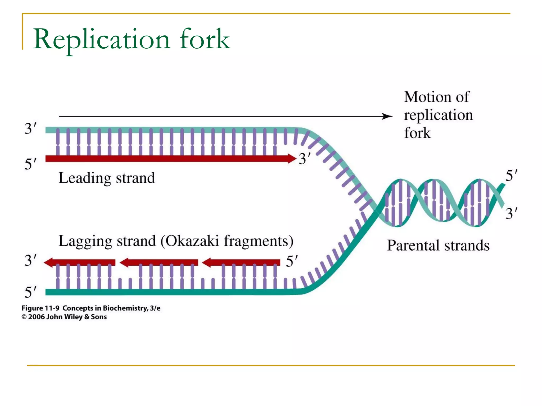 Replication fork
 