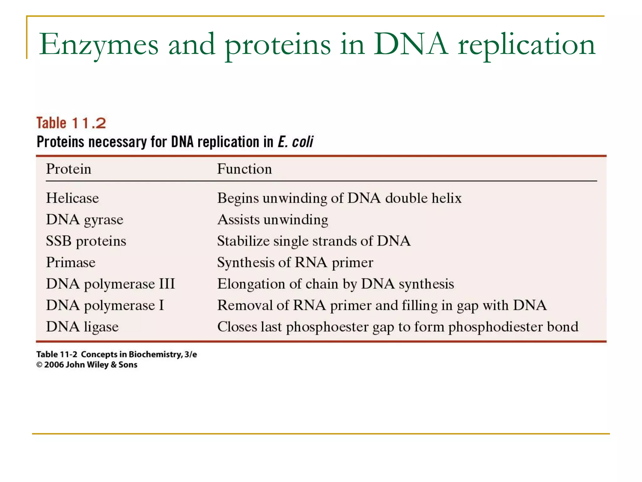 Enzymes and proteins in DNA replication
 