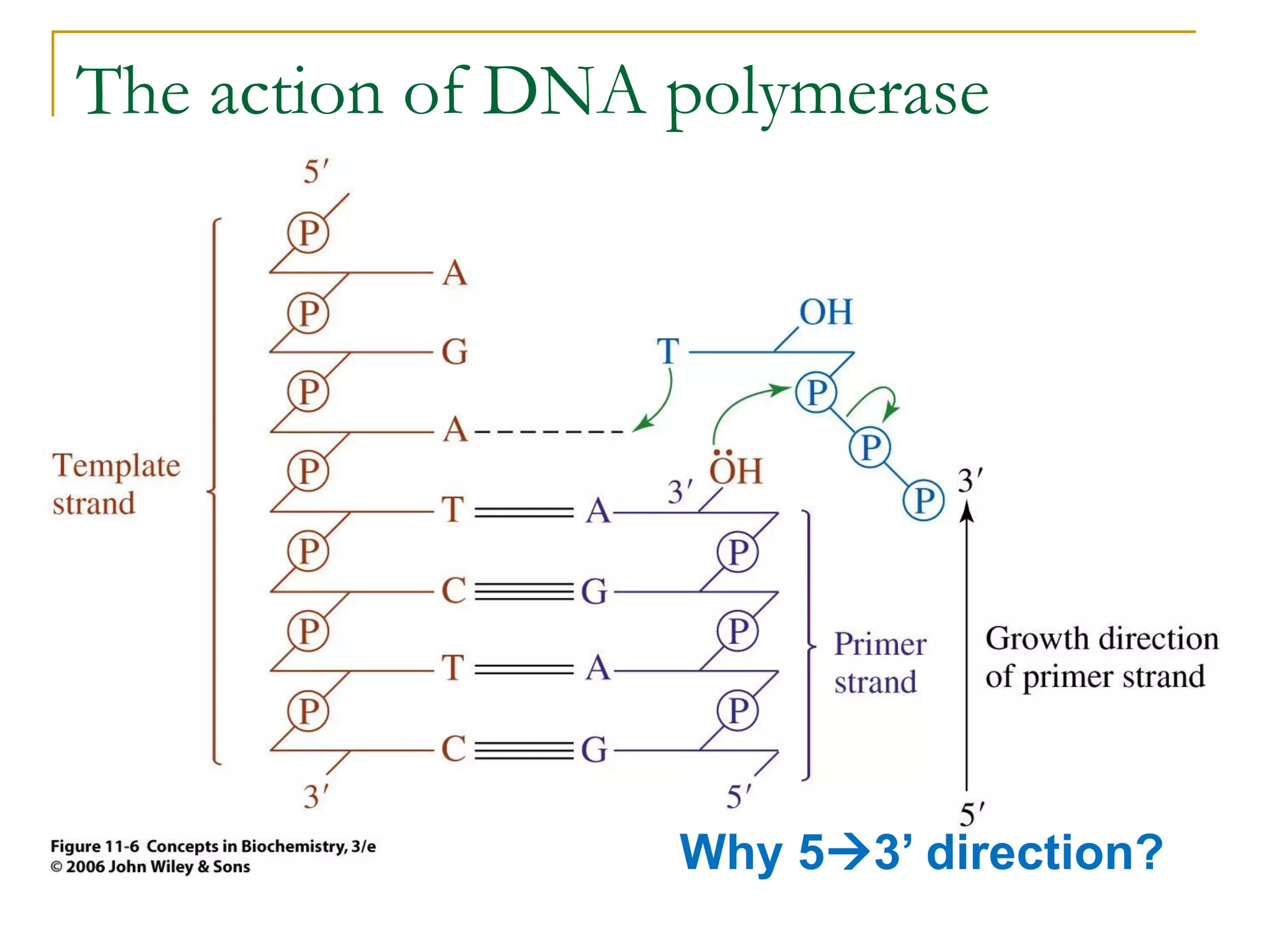 The action of DNA polymerase




                  Why 53’ direction?
 