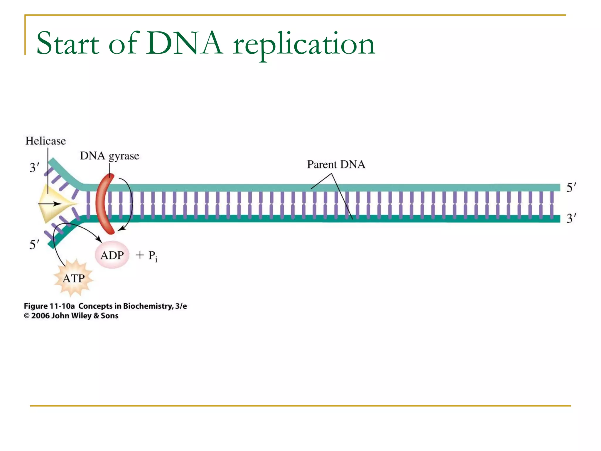 Start of DNA replication
 