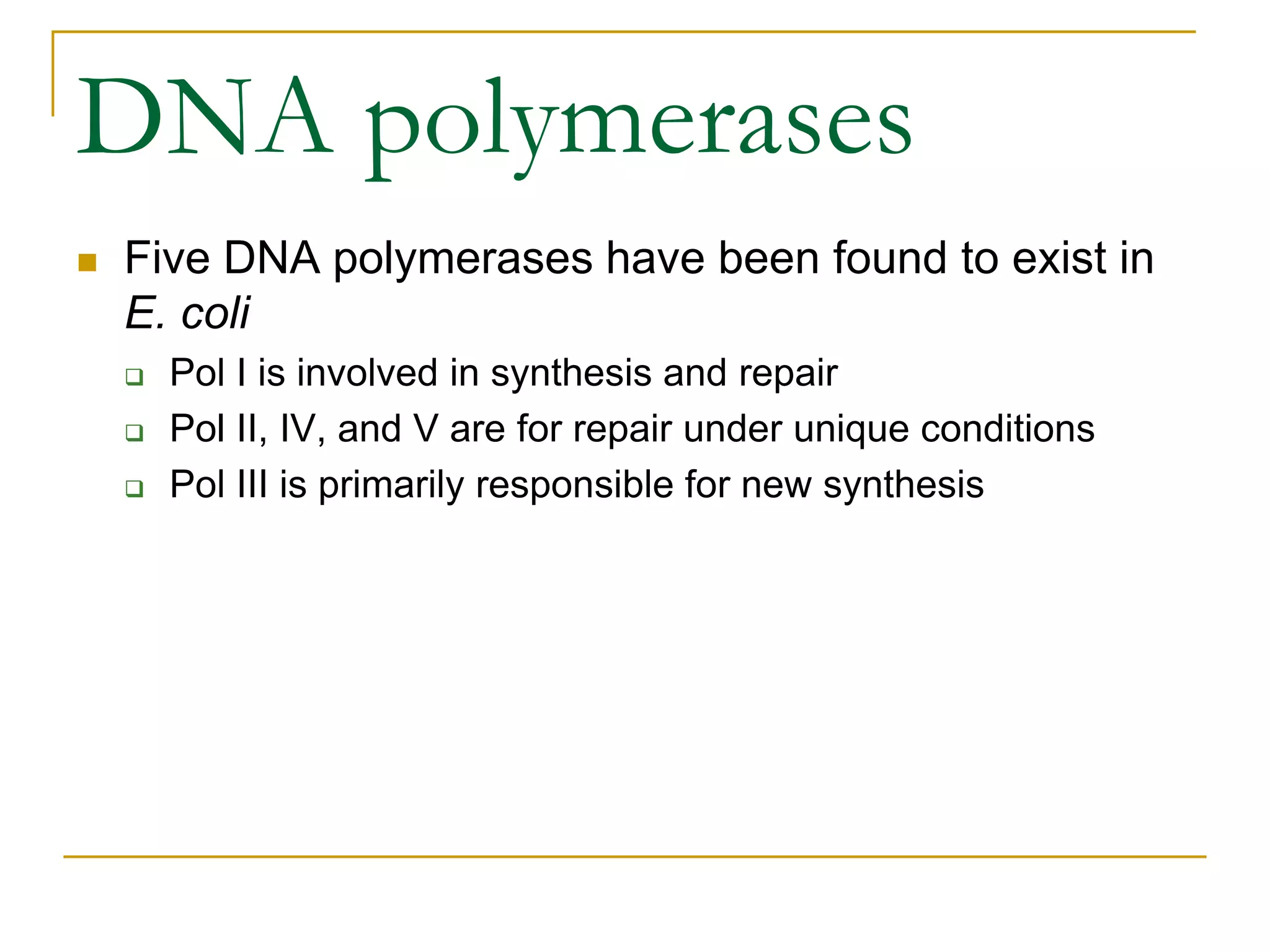 DNA polymerases
   Five DNA polymerases have been found to exist in
    E. coli
       Pol I is involved in synthesis and repair
       Pol II, IV, and V are for repair under unique conditions
       Pol III is primarily responsible for new synthesis
 