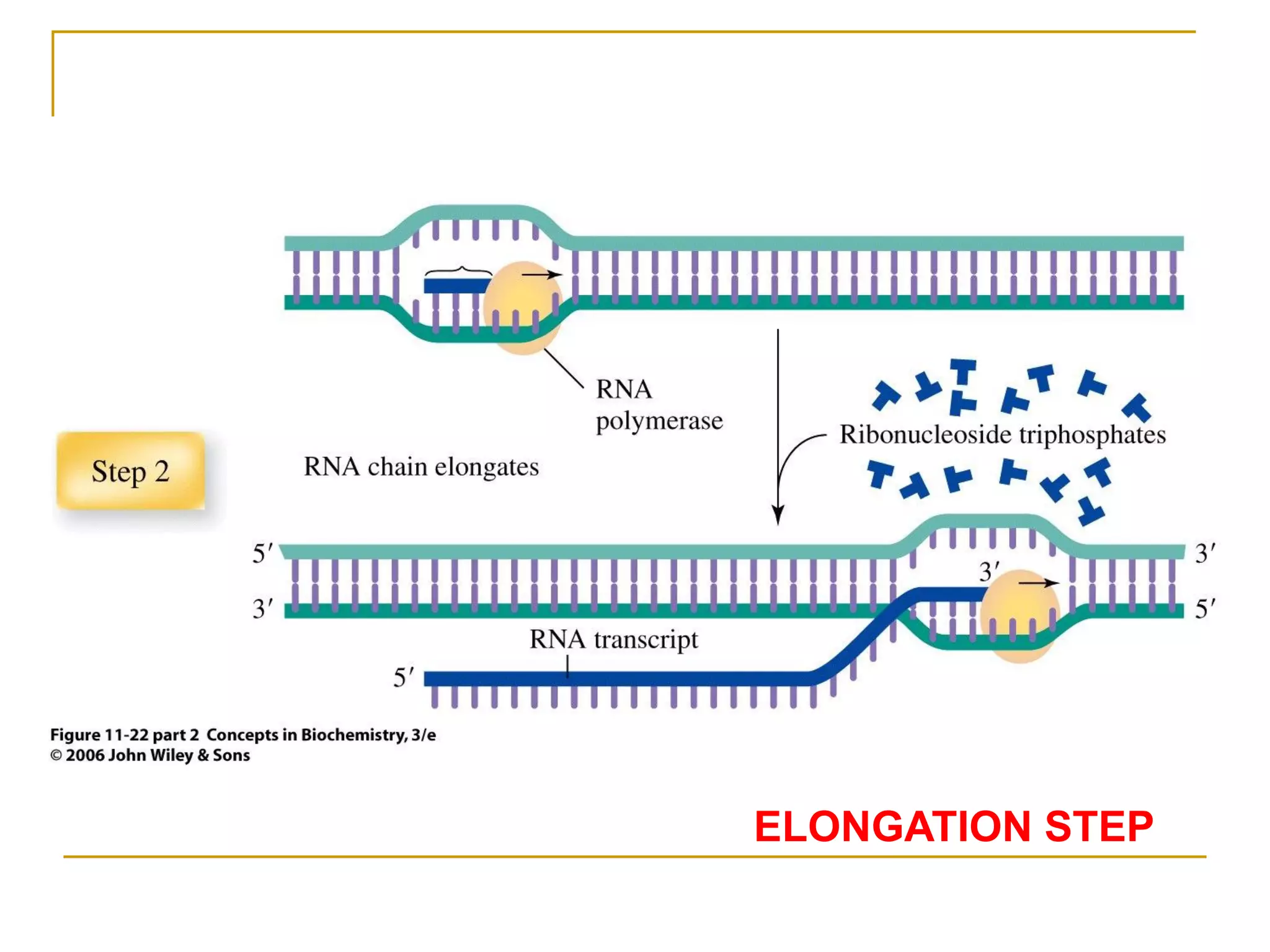 ELONGATION STEP
 