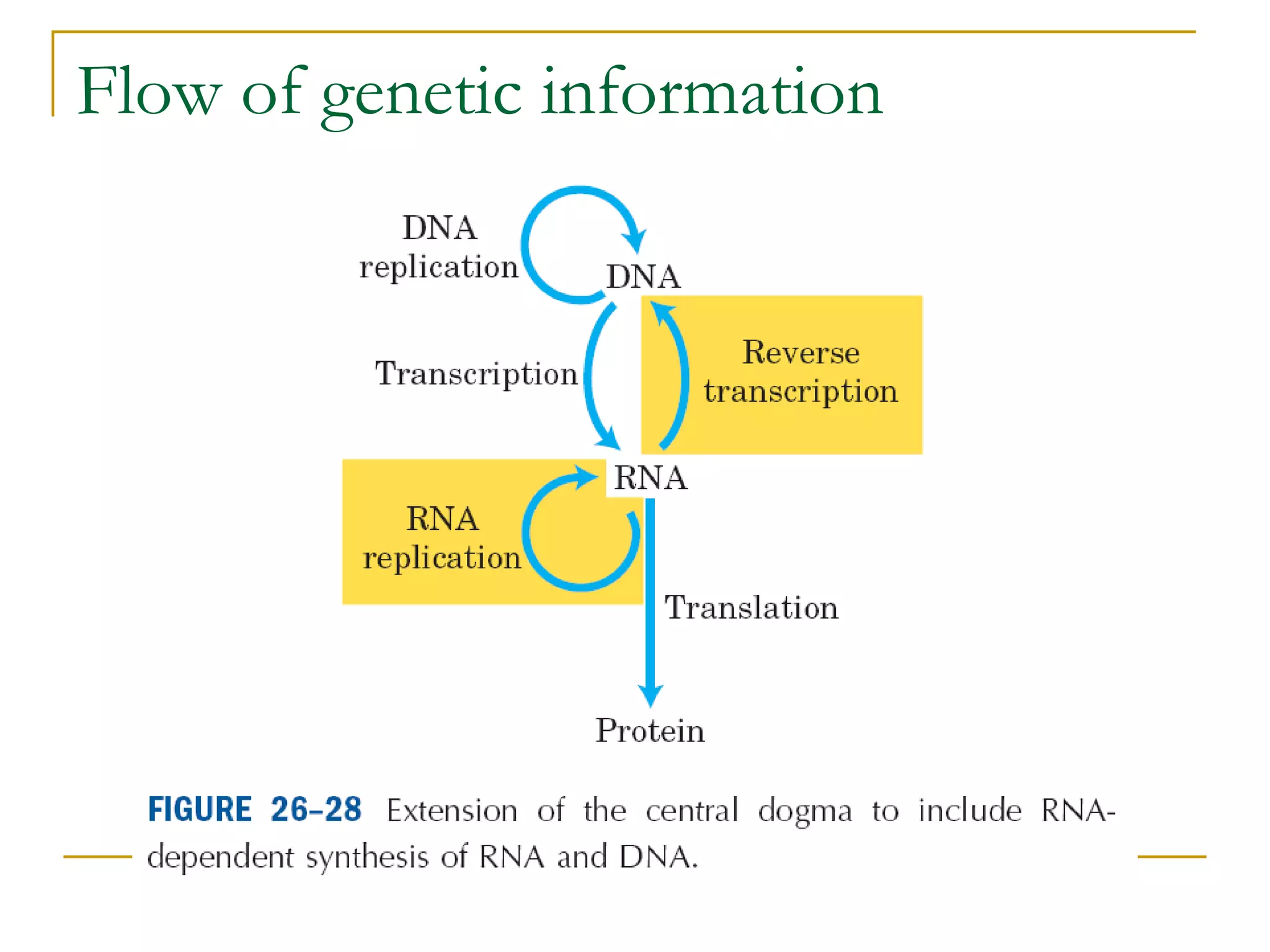Flow of genetic information
 