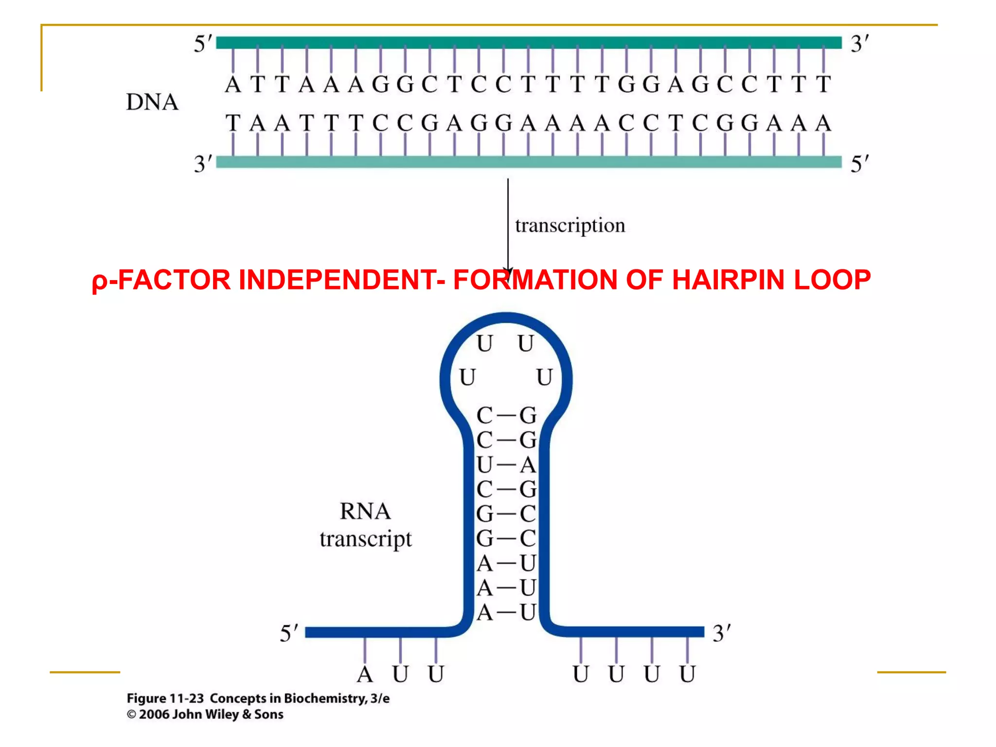 ρ-FACTOR INDEPENDENT- FORMATION OF HAIRPIN LOOP
 