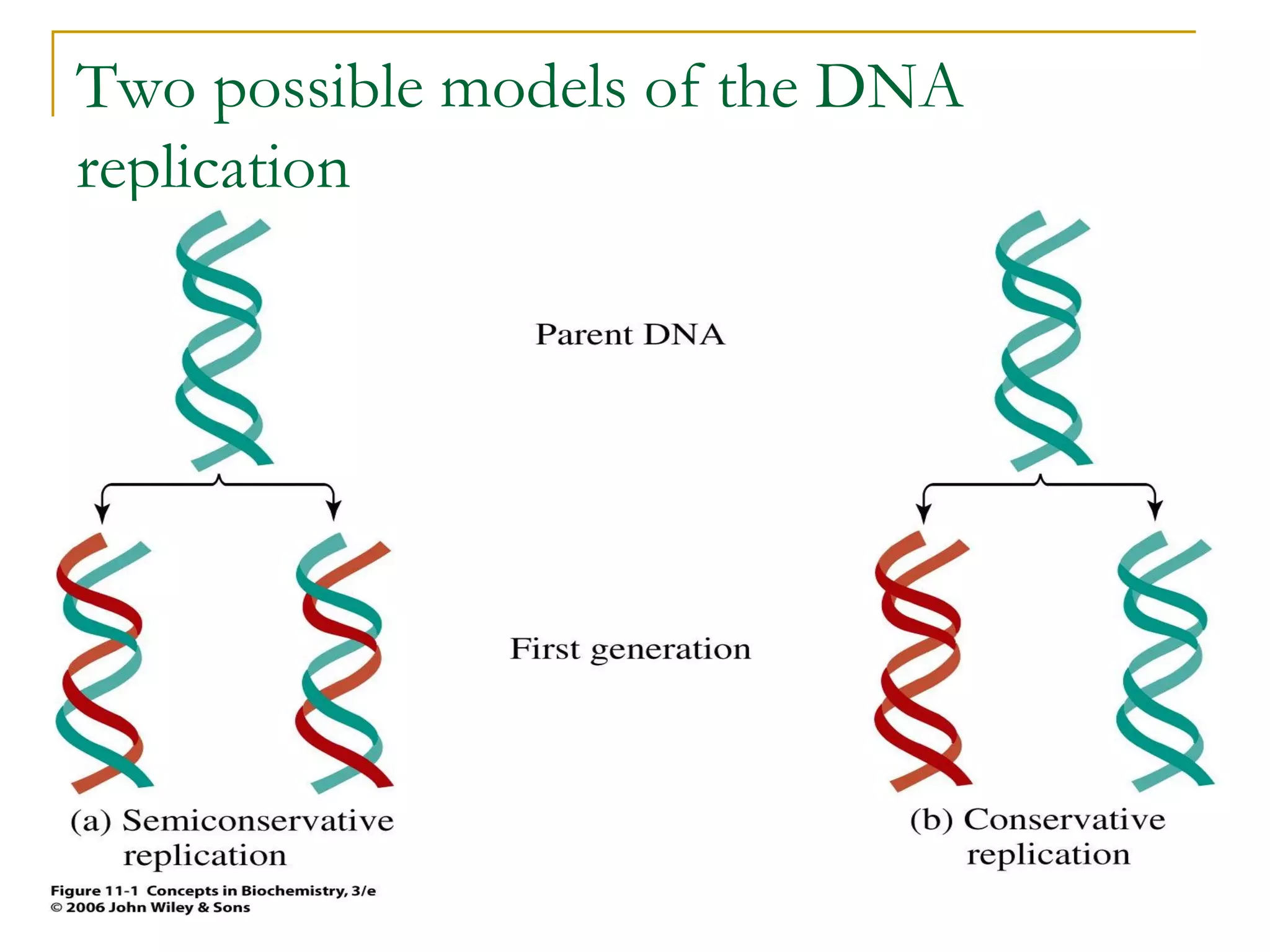 Two possible models of the DNA
replication
 