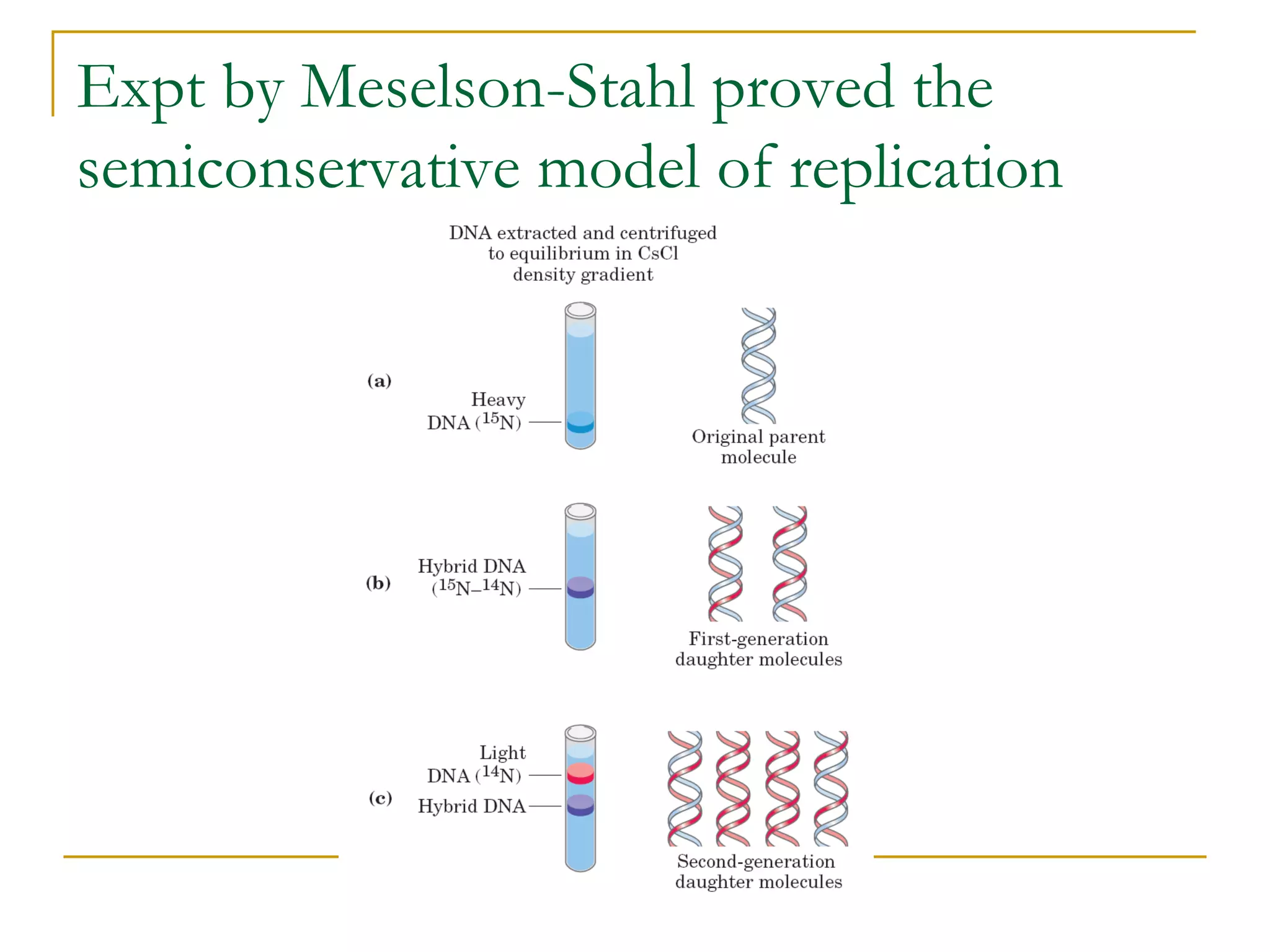 Expt by Meselson-Stahl proved the
semiconservative model of replication
 