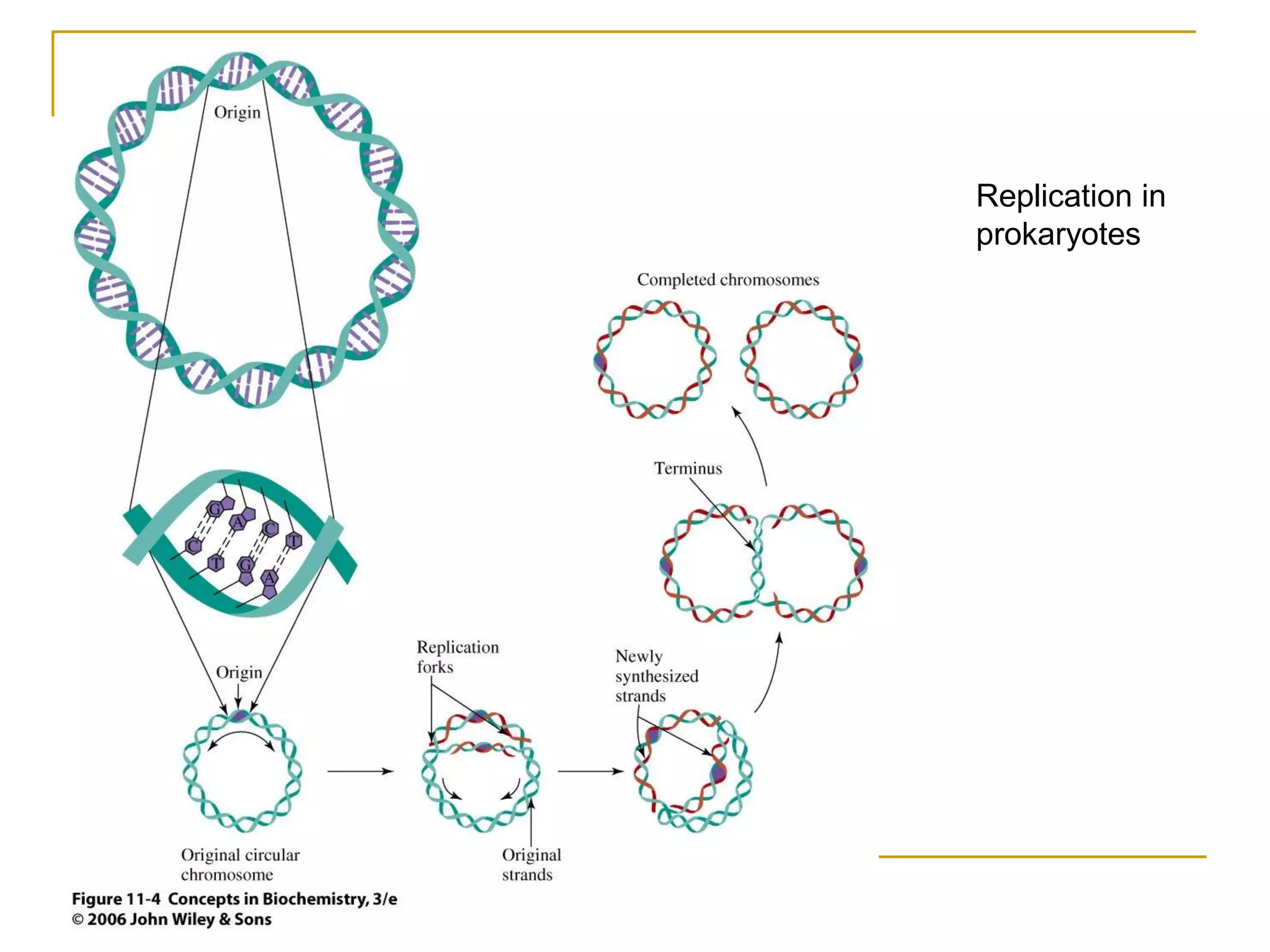 Replication in
prokaryotes
 