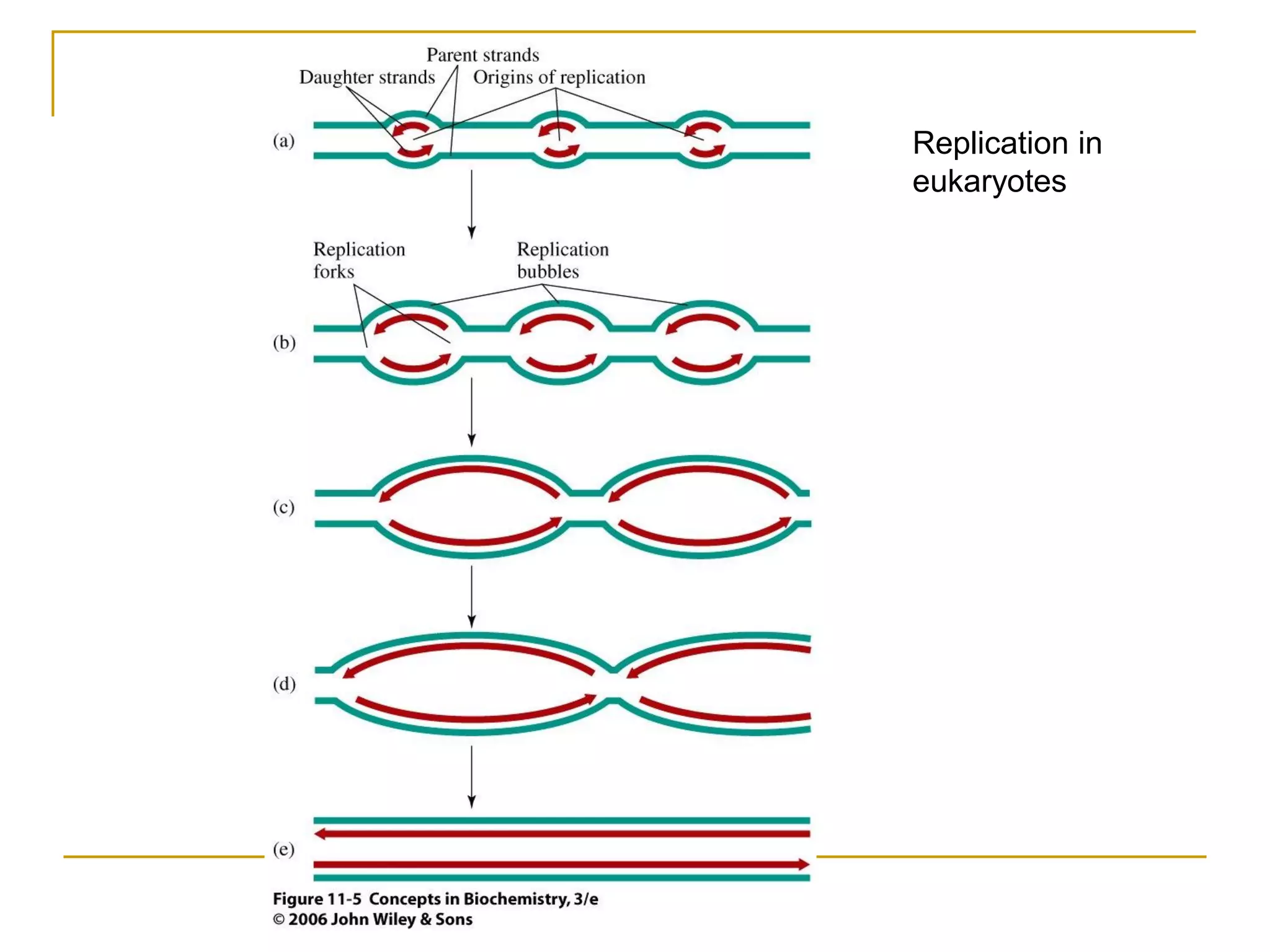 Replication in
eukaryotes
 