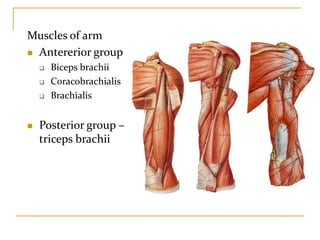 Muscles of arm
 Antererior group
 Biceps brachii
 Coracobrachialis
 Brachialis
 Posterior group –
triceps brachii
 