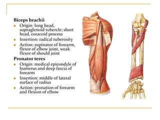 Biceps brachii
 Origin: long head,
supraglenoid tubercle; short
head, coracoid process
 Insertion: radical tuberosity
 Action: supinator of forearm,
flexor of elbow joint, weak
flexor of should joint
Pronator teres
 Origin: medical epicondyle of
humerus and deep fascia of
forearm
 Insertion: middle of lateral
surface of radius
 Action: pronation of forearm
and flexion of elbow
 