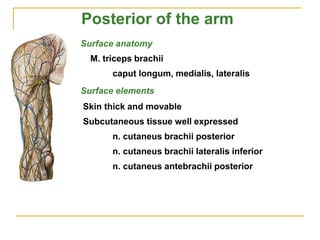 Surface anatomy
M. triceps brachii
caput longum, medialis, lateralis
Surface elements
Skin thick and movable
Subcutaneous tissue well expressed
n. cutaneus brachii posterior
n. cutaneus brachii lateralis inferior
n. cutaneus antebrachii posterior
Posterior of the arm
 