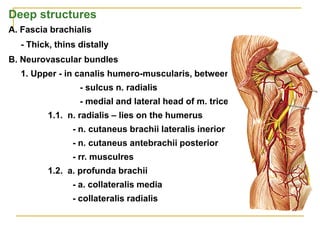Deep structures
А. Fascia brachialis
- Thick, thins distally
B. Neurovascular bundles
1. Upper - in canalis humero-muscularis, between:
- sulcus n. radialis
- medial and lateral head of m. triceps brachii
1.1. n. radialis – lies on the humerus
- n. cutaneus brachii lateralis inerior
- n. cutaneus antebrachii posterior
- rr. musculres
1.2. a. profunda brachii
- a. collateralis media
- collateralis radialis
 