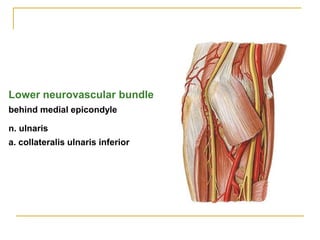 Lower neurovascular bundle
behind medial epicondyle
n. ulnaris
a. collateralis ulnaris inferior
 