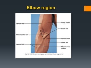 Elbow region
 