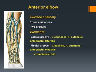 Anterior elbow
Surface anatomy
Three eminences
Two grooves
Elements
Lateral groove - v. cephalica, n. cutaneus
antebrachii lateralis
Medial groove – v. basilica, n. cutaneus
antebrachii medialis
V. mediana cubiti
 