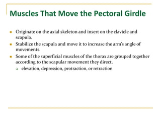 Muscles That Move the Pectoral Girdle
 Originate on the axial skeleton and insert on the clavicle and
scapula.
 Stabilize the scapula and move it to increase the arm’s angle of
movements.
 Some of the superficial muscles of the thorax are grouped together
according to the scapular movement they direct.
 elevation, depression, protraction, or retraction
 