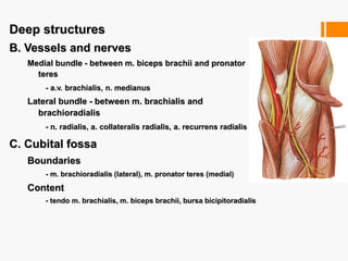 Deep structures
B. Vessels and nerves
Medial bundle - between m. biceps brachii and pronator
teres
- a.v. brachialis, n. medianus
Lateral bundle - between m. brachialis and
brachioradialis
- n. radialis, a. collateralis radialis, a. recurrens radialis
C. Cubital fossa
Boundaries
- m. brachioradialis (lateral), m. pronator teres (medial)
Content
- tendo m. brachialis, m. biceps brachii, bursa bicipitoradialis
 