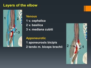 Layers of the elbow
Venous
1 v. cephalica
2 v. basilica
3 v. mediana cubiti
Apponeurotic
1 aponeurosis bicipis
2 tendo m. biceps brachii
 