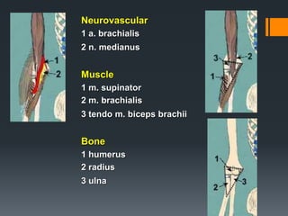 Neurovascular
1 a. brachialis
2 n. medianus
Muscle
1 m. supinator
2 m. brachialis
3 tendo m. biceps brachii
Bone
1 humerus
2 radius
3 ulna
 