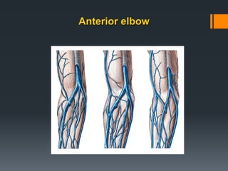 Anterior elbow
 