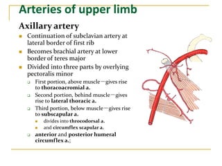 Arteries of upper limb
Axillary artery
 Continuation of subclavian artery at
lateral border of first rib
 Becomes brachial artery at lower
border of teres major
 Divided into three parts by overlying
pectoralis minor
 First portion, above muscle－gives rise
to thoracoacromial a.
 Second portion, behind muscle－gives
rise to lateral thoracic a.
 Third portion, below muscle－gives rise
to subscapular a.
 divides into throcodorsal a.
 and circumflex scapular a.
 anterior and posterior humeral
circumflex a.;
 