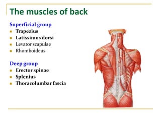 The muscles of back
Superficial group
 Trapezius
 Latissimus dorsi
 Levator scapulae
 Rhomboideus
Deep group
 Erector spinae
 Splenius
 Thoracolumbar fascia
 